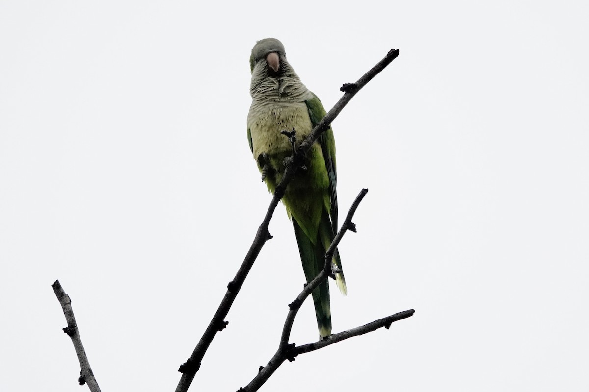 Monk Parakeet - ML616571360