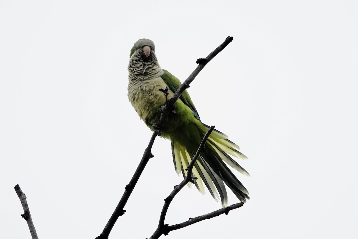 Monk Parakeet - ML616571361