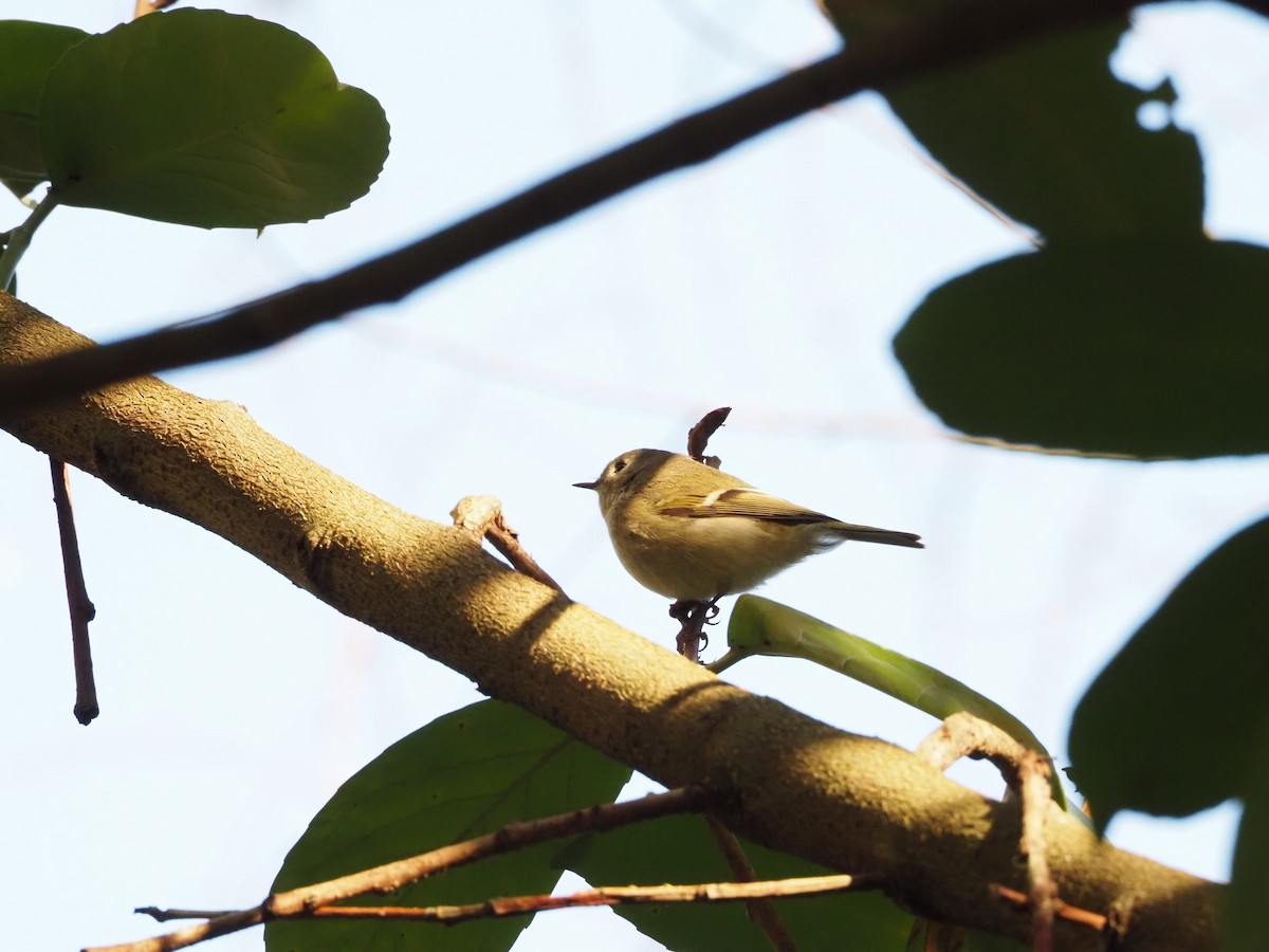 Ruby-crowned Kinglet - Coral Ridley