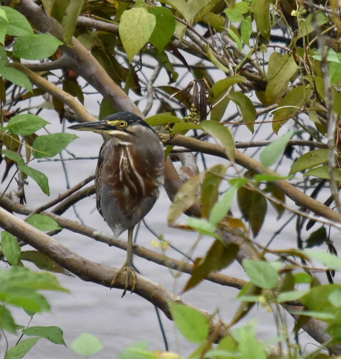 Striated Heron (South American) - ML616571384