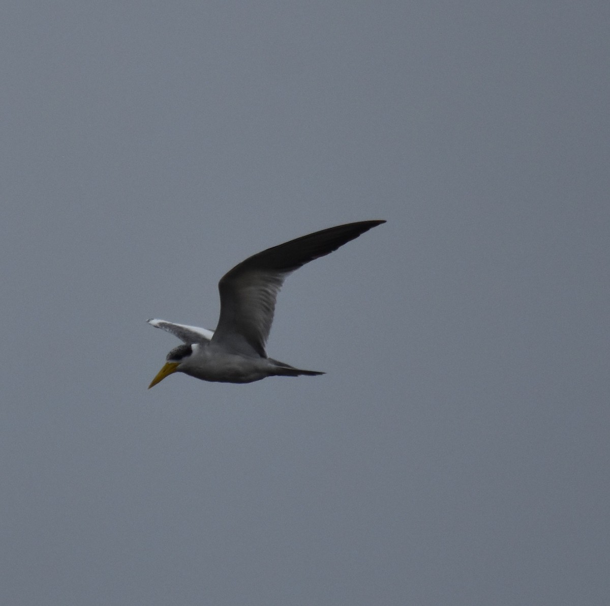 Large-billed Tern - Bill Tweit