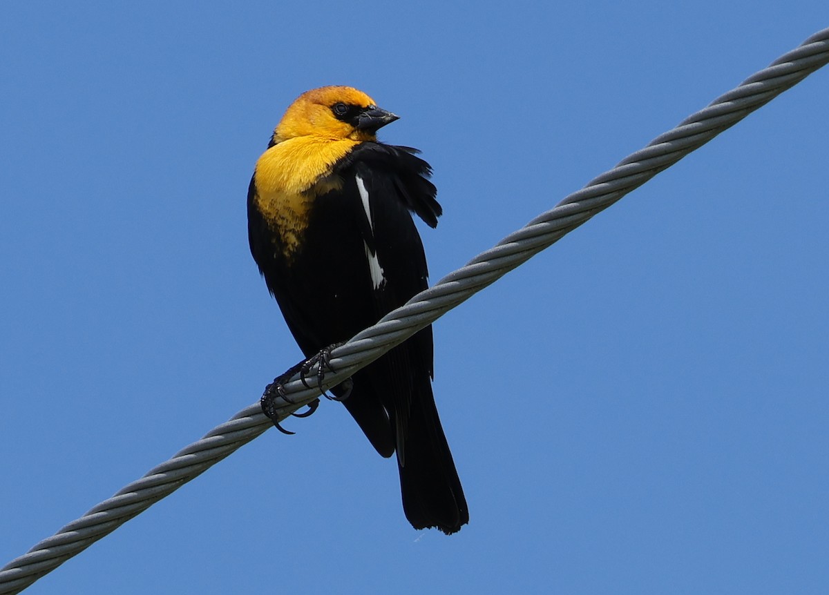 Yellow-headed Blackbird - David Goff