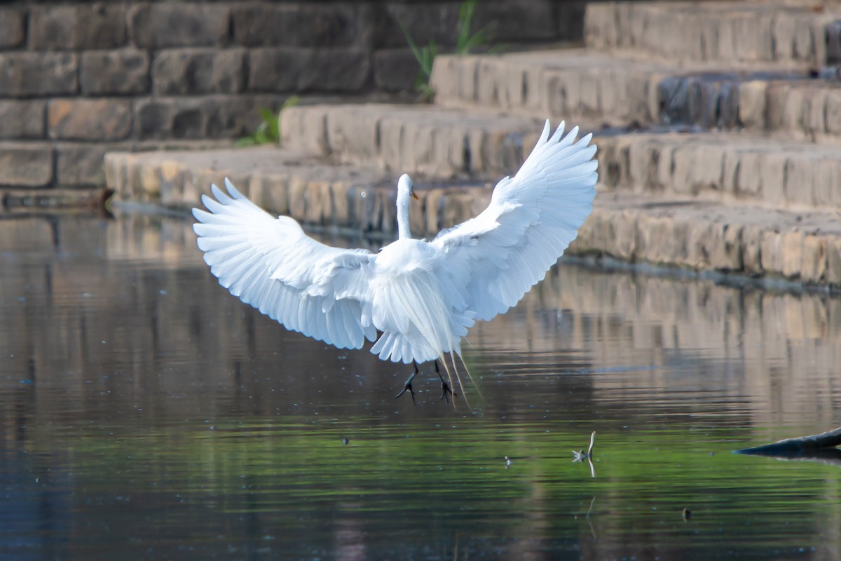 Great Egret - ML616571408