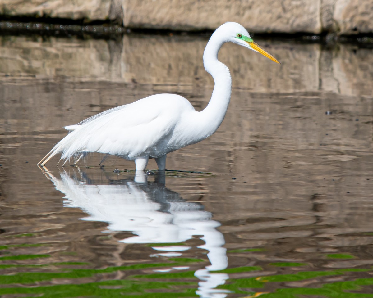 Great Egret - ML616571409