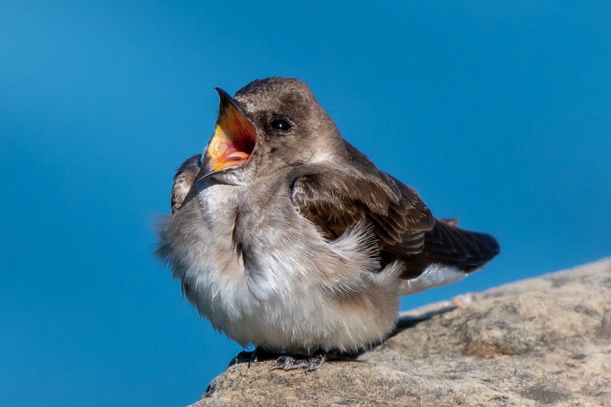 Northern Rough-winged Swallow - ML616571416