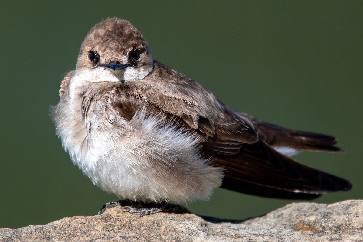 Northern Rough-winged Swallow - ML616571418