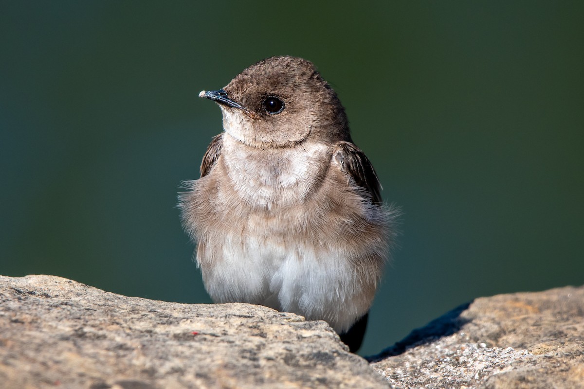 Northern Rough-winged Swallow - ML616571424