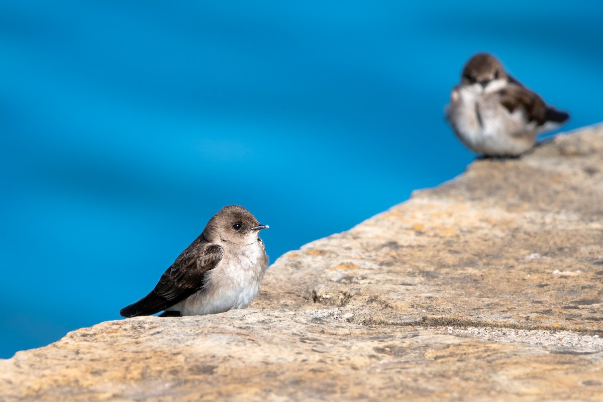 Hirondelle à ailes hérissées - ML616571425