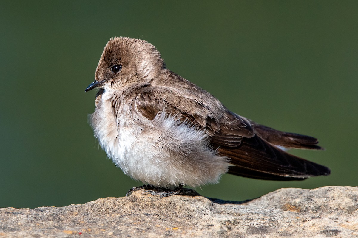 Northern Rough-winged Swallow - ML616571427