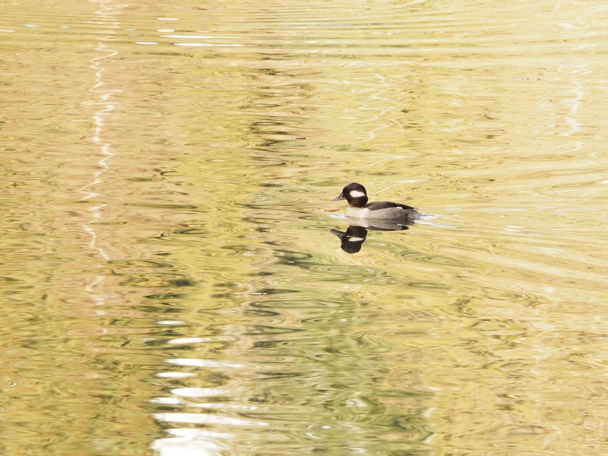 Bufflehead - ML616571440