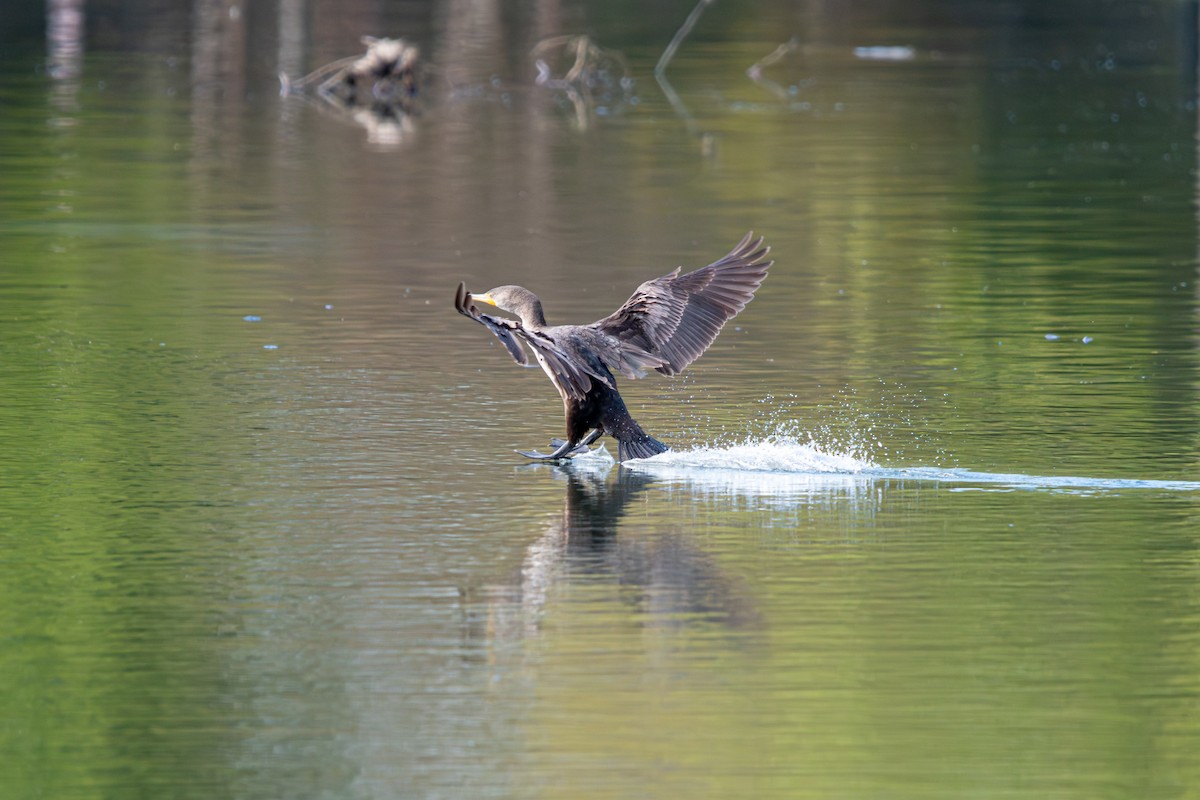 Cormoran à aigrettes - ML616571468