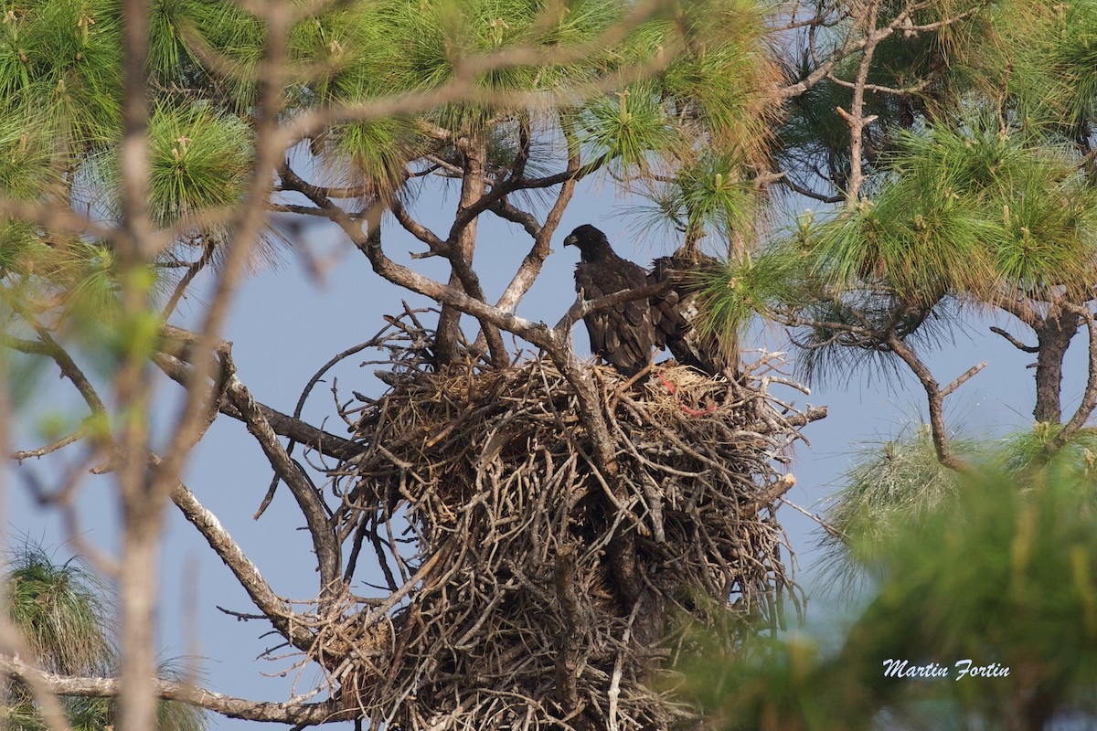 Bald Eagle - ML616571540