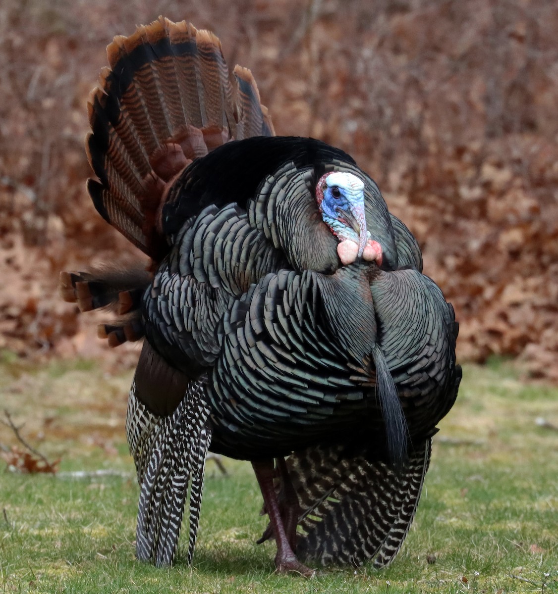 Wild Turkey - Stefan Mutchnick