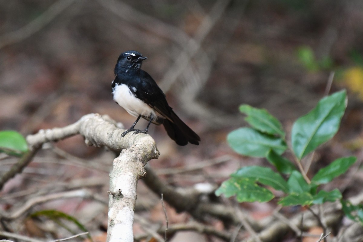 Willie-wagtail - Timothy White