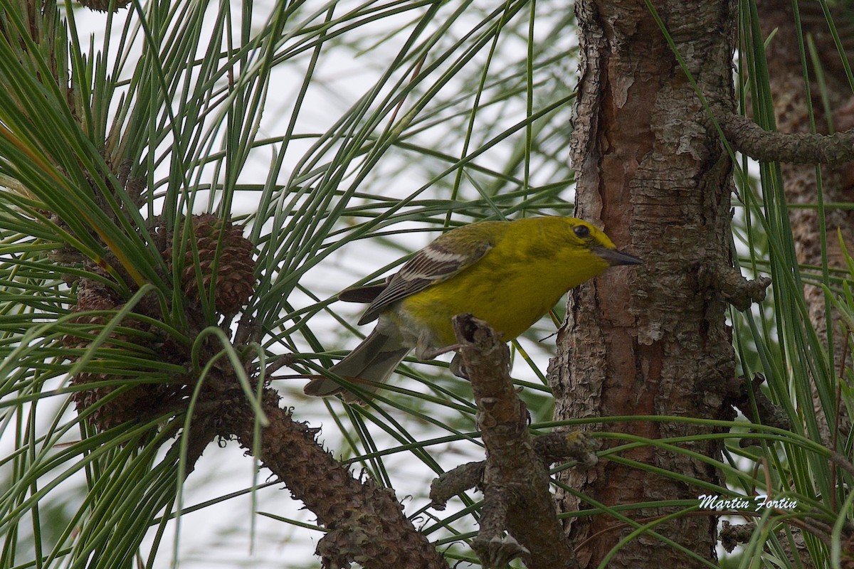 Pine Warbler - ML616571553