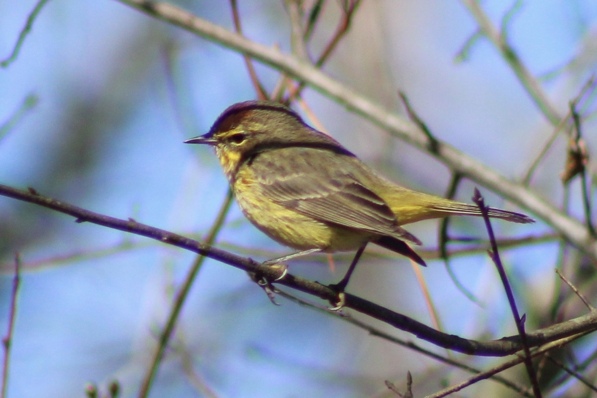 Palm Warbler - ML616571589