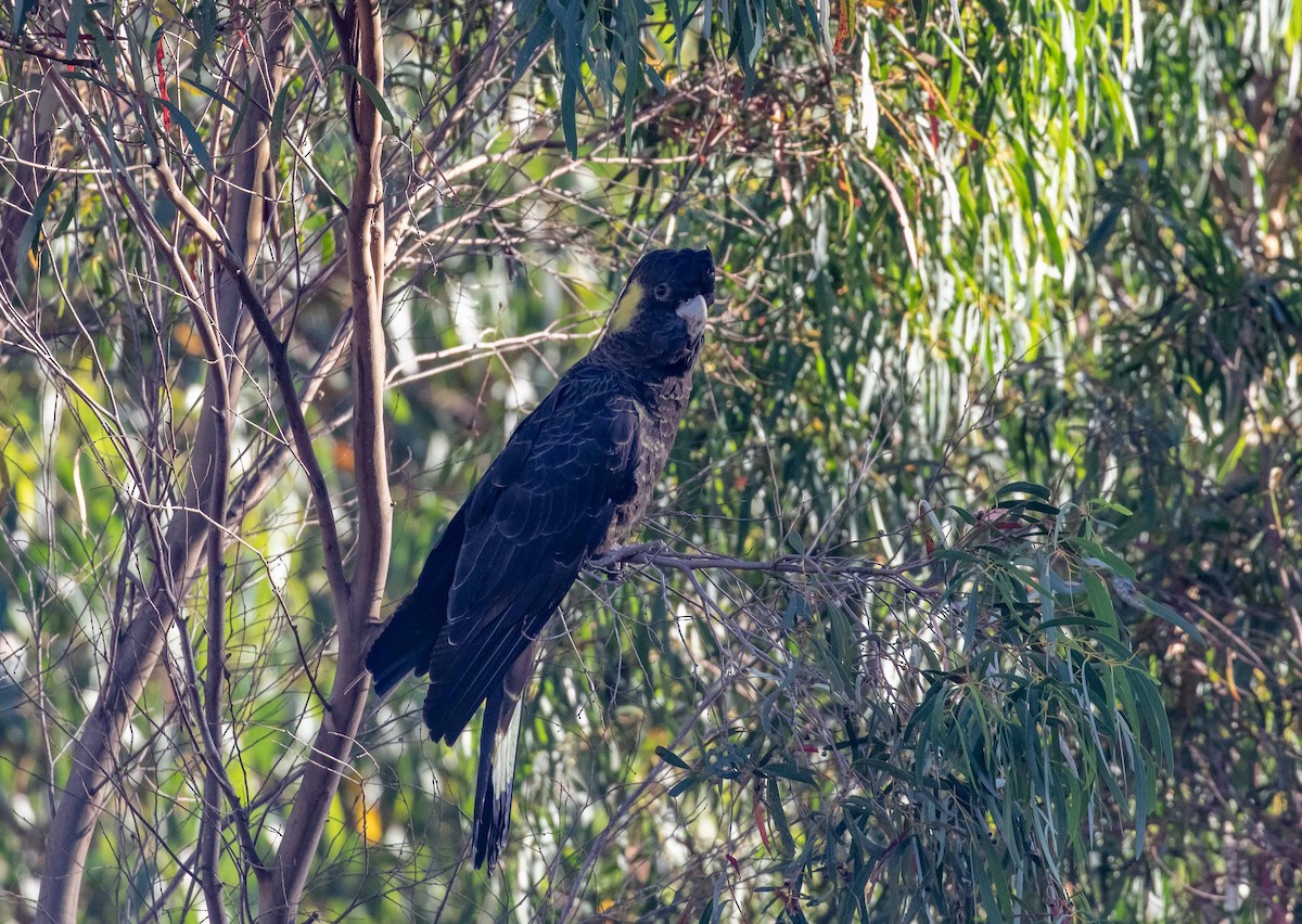 Cacatúa Fúnebre Coliamarilla - ML616571594