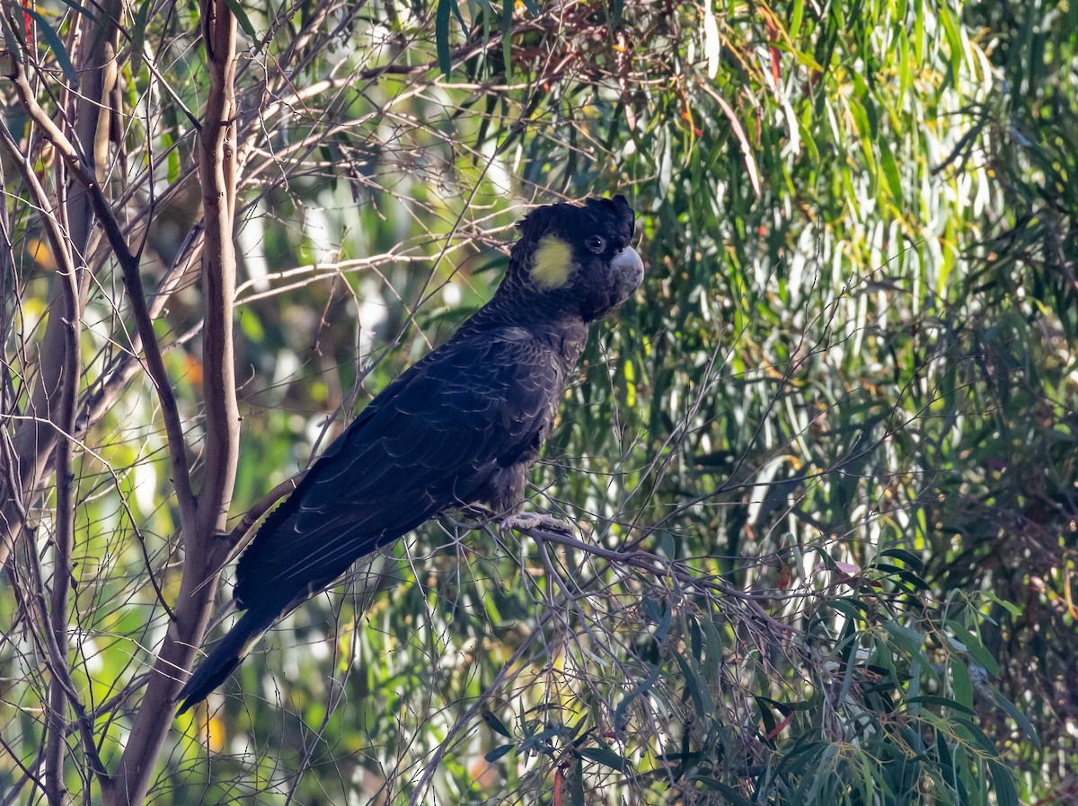 Yellow-tailed Black-Cockatoo - ML616571596