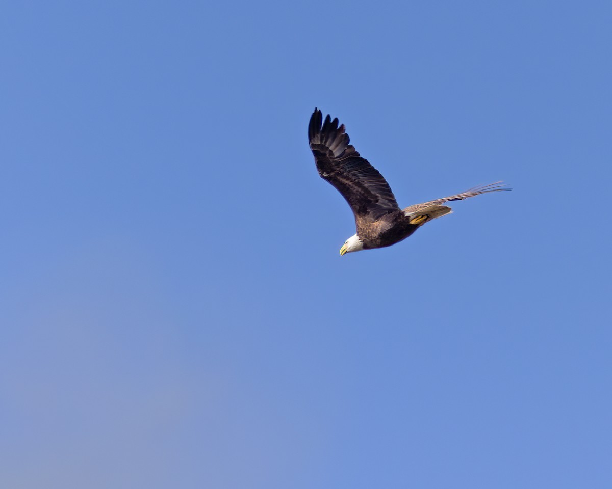 Bald Eagle - ML616571614