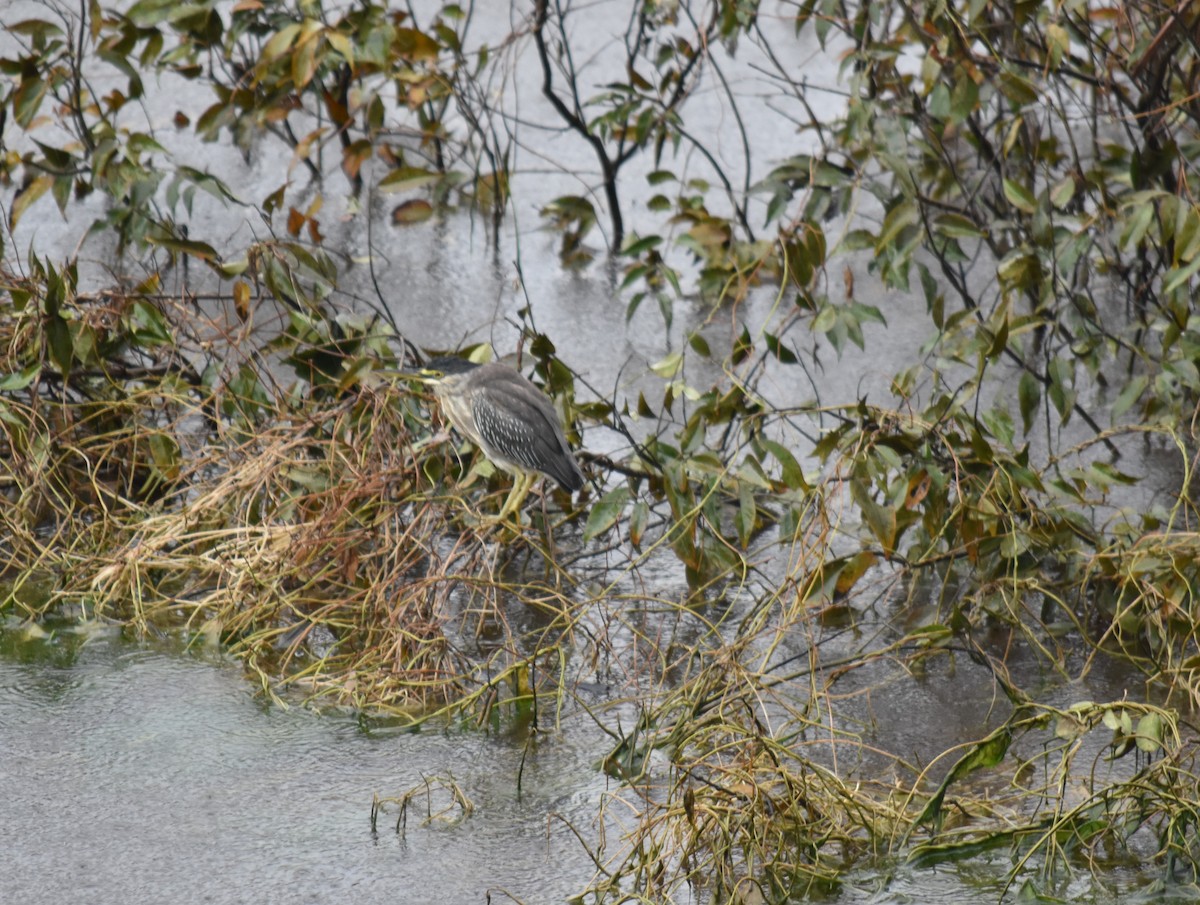 Striated Heron (South American) - ML616571619