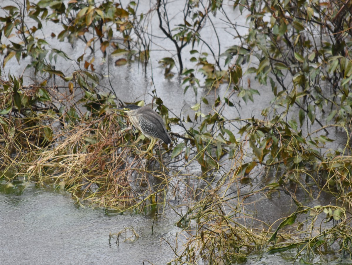 Striated Heron - ML616571619