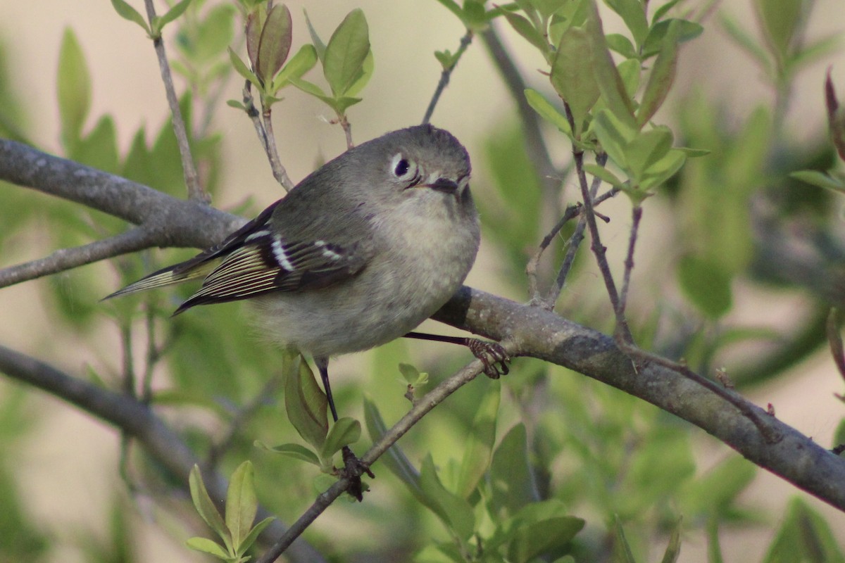 Ruby-crowned Kinglet - ML616571628