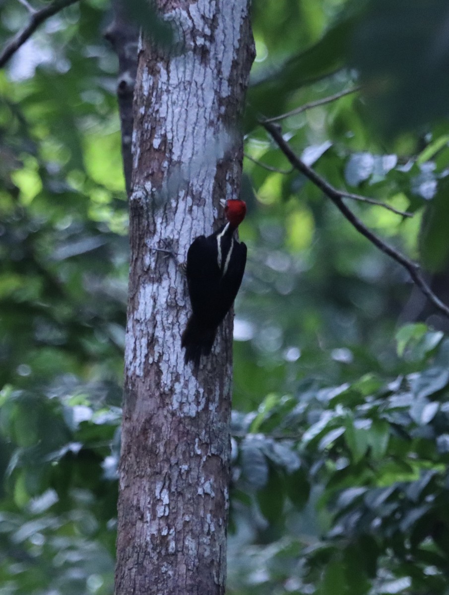 Pale-billed Woodpecker - ML616571633