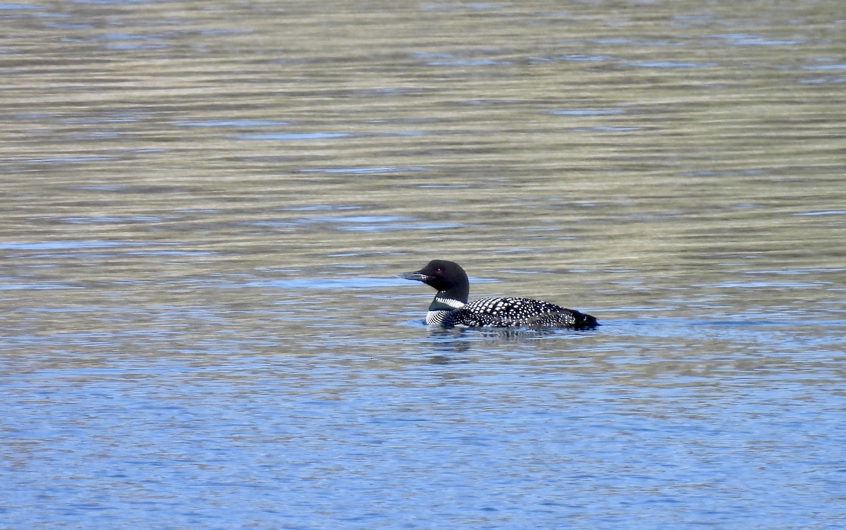 Plongeon huard - ML616571644