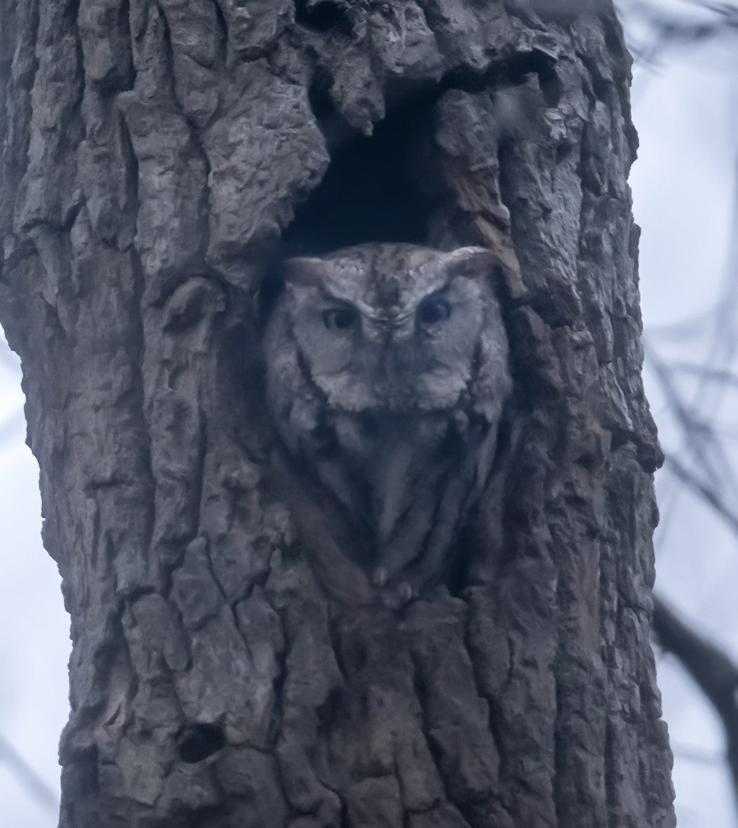 Eastern Screech-Owl - ML616571647