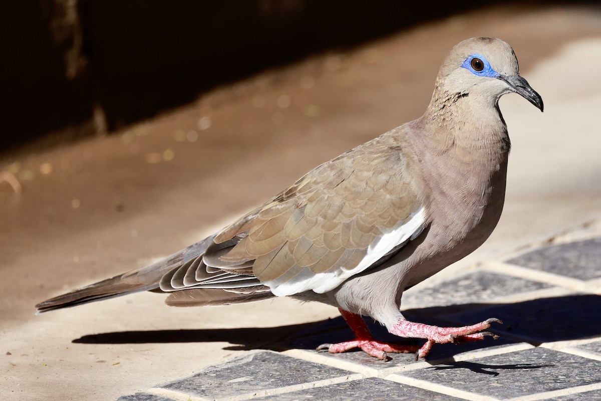 West Peruvian Dove - Jeff Skevington