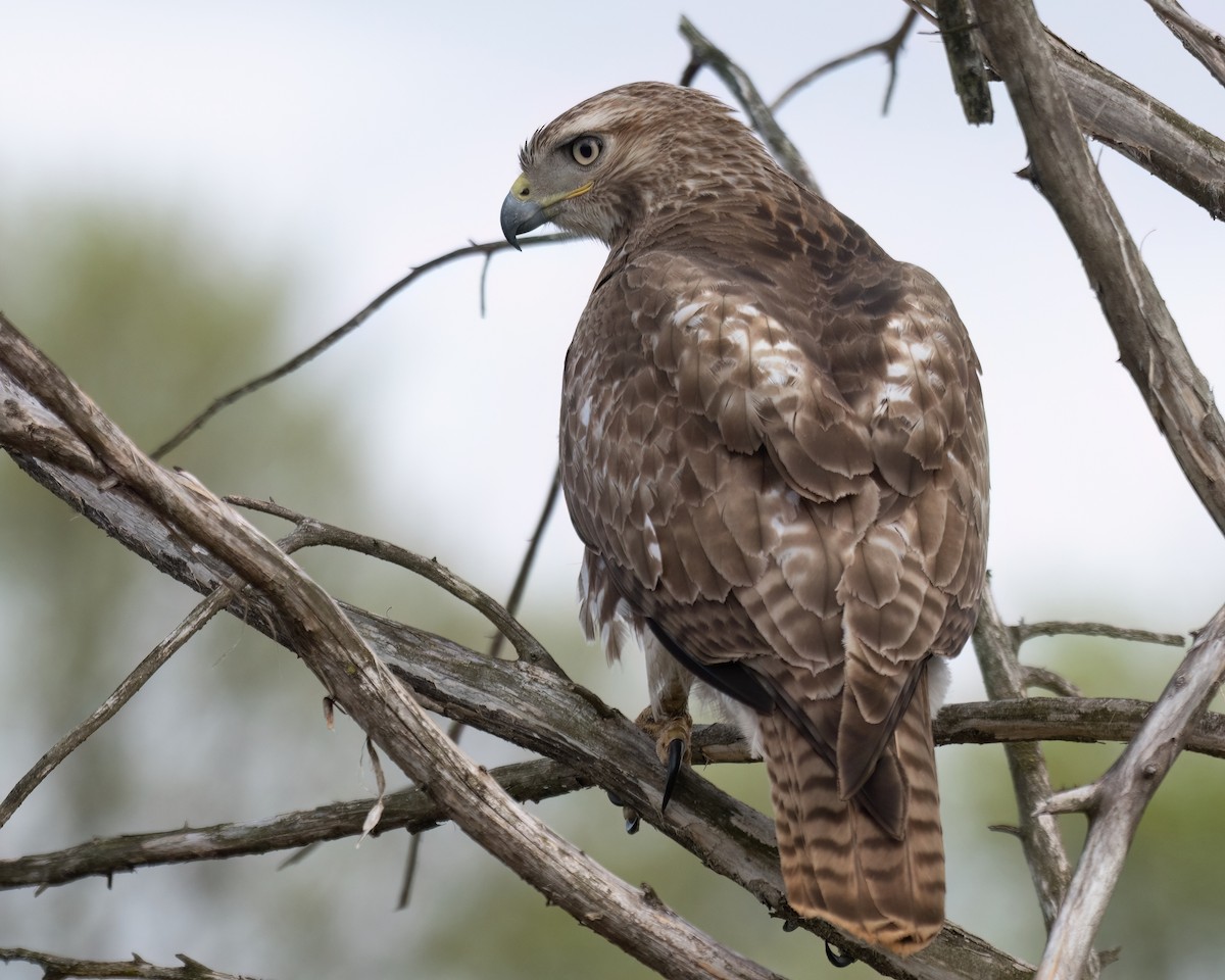 Red-tailed Hawk - Russell Brown