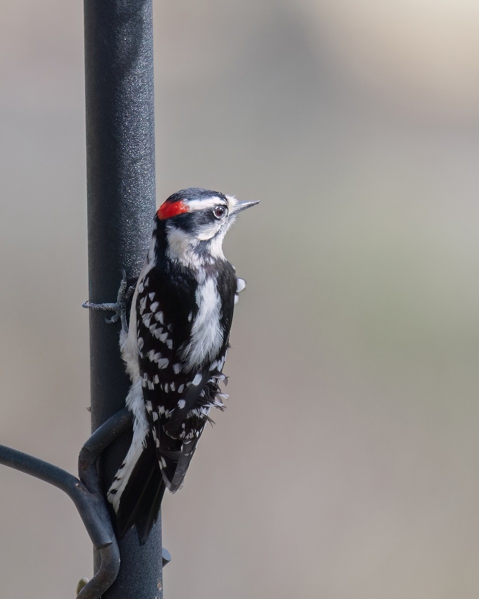 Downy Woodpecker - Russell Brown