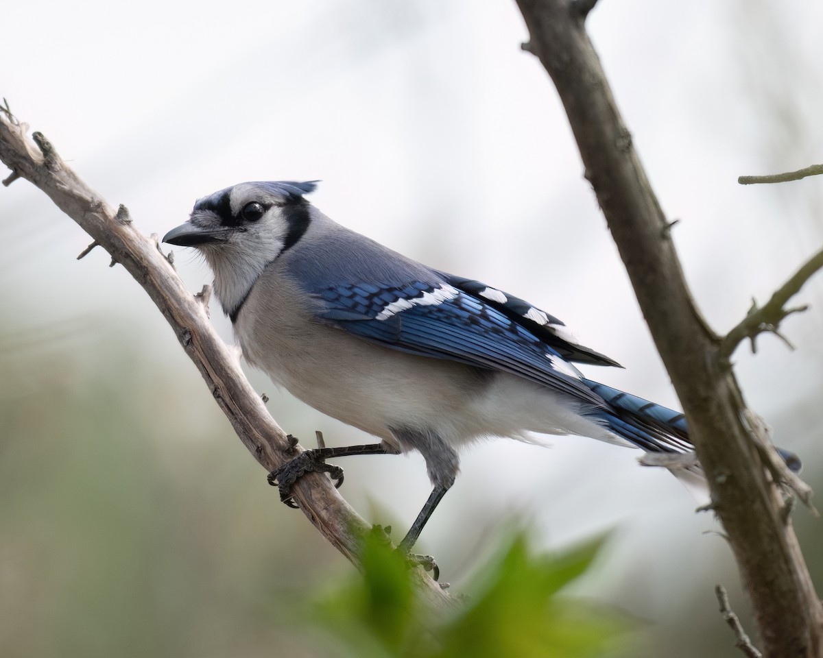 Blue Jay - Russell Brown