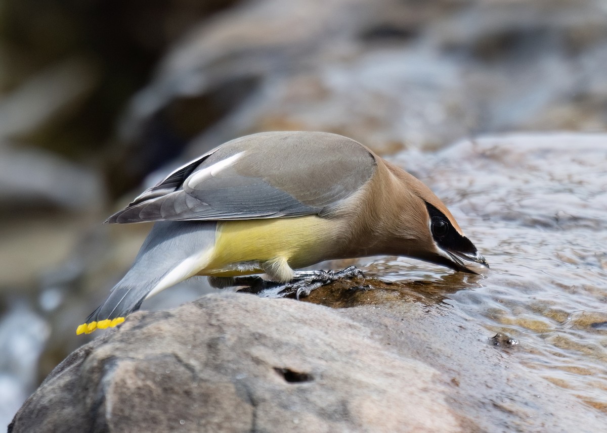 Cedar Waxwing - Russell Brown