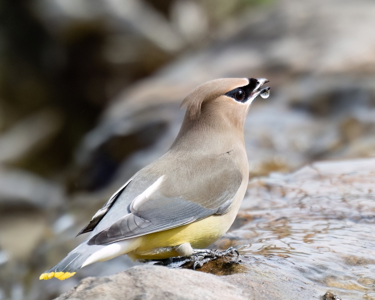 Cedar Waxwing - Russell Brown