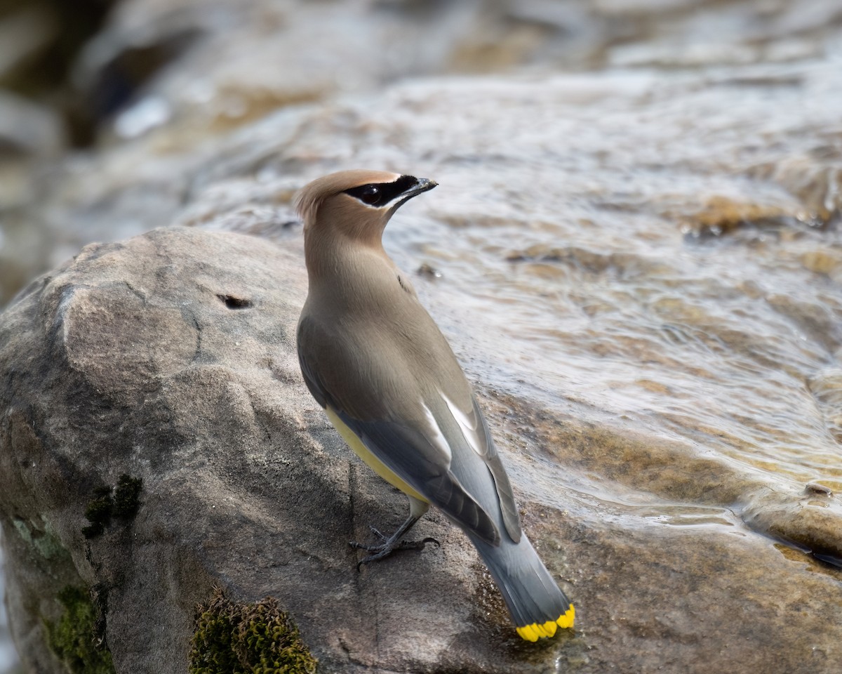 Cedar Waxwing - Russell Brown