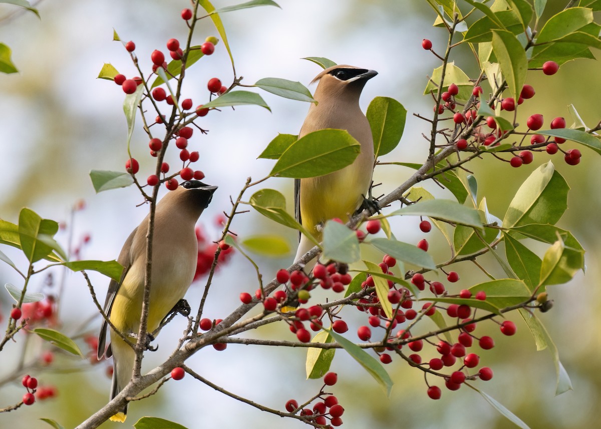 Cedar Waxwing - Russell Brown