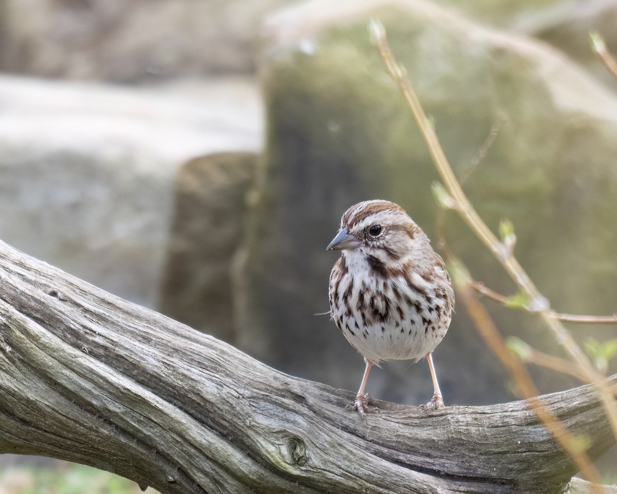 Song Sparrow - Russell Brown