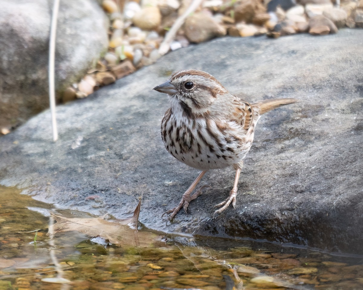 Song Sparrow - Russell Brown