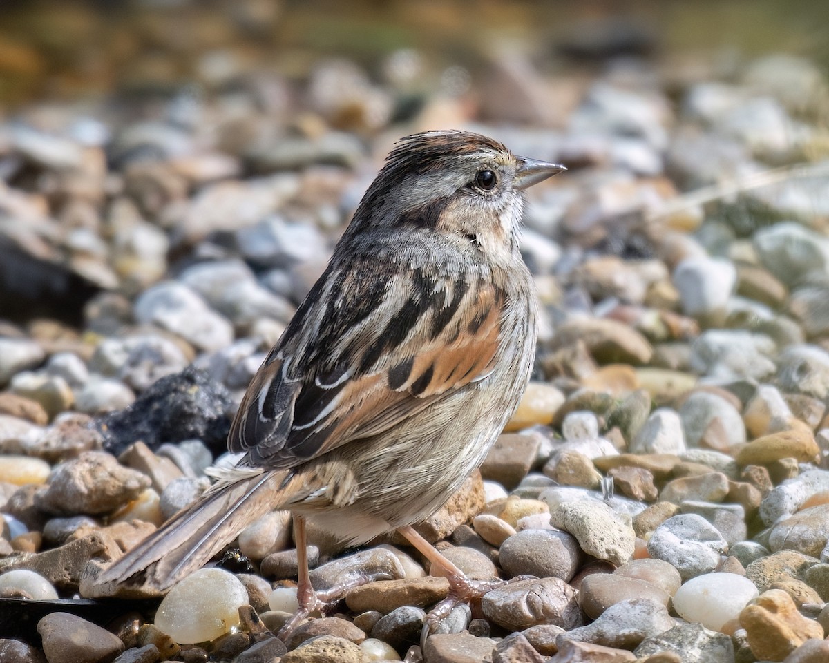 Swamp Sparrow - Russell Brown