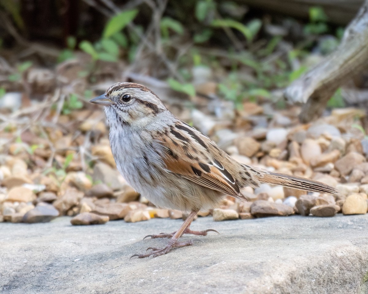 Swamp Sparrow - Russell Brown