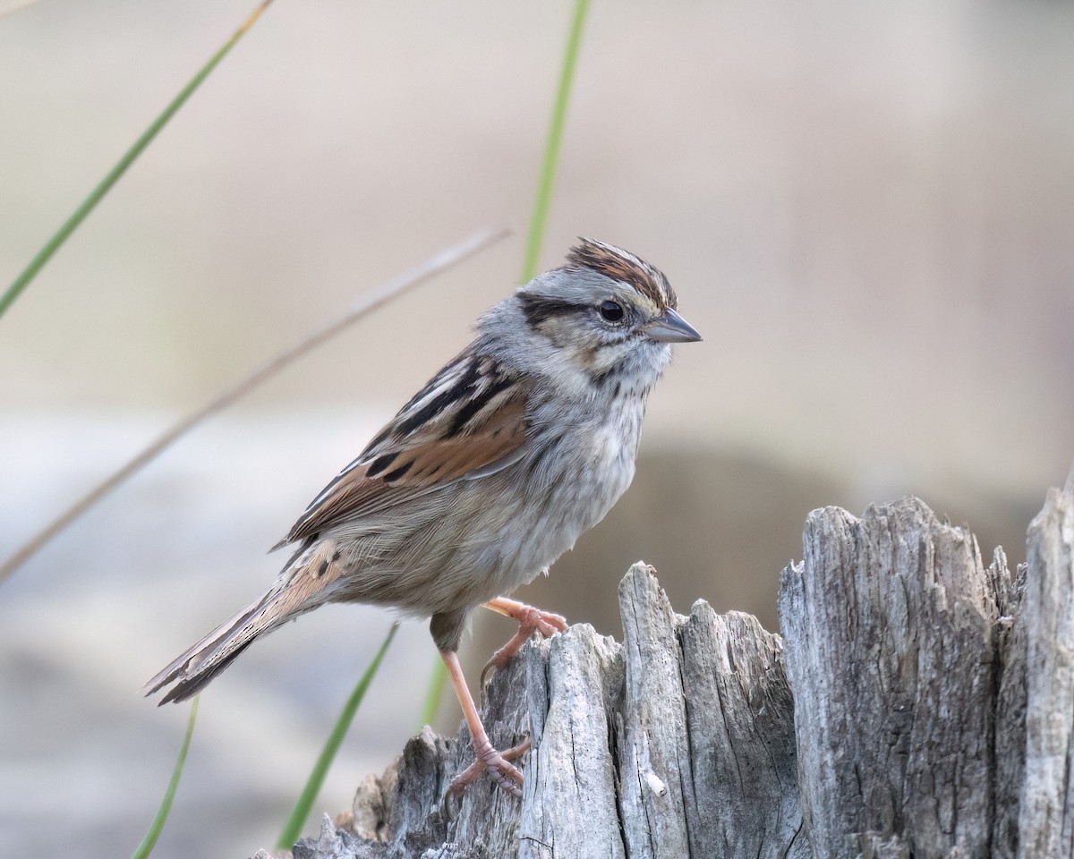 Swamp Sparrow - Russell Brown