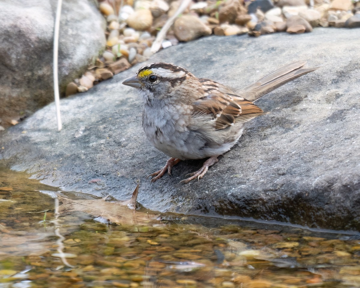 Bruant à gorge blanche - ML616571743