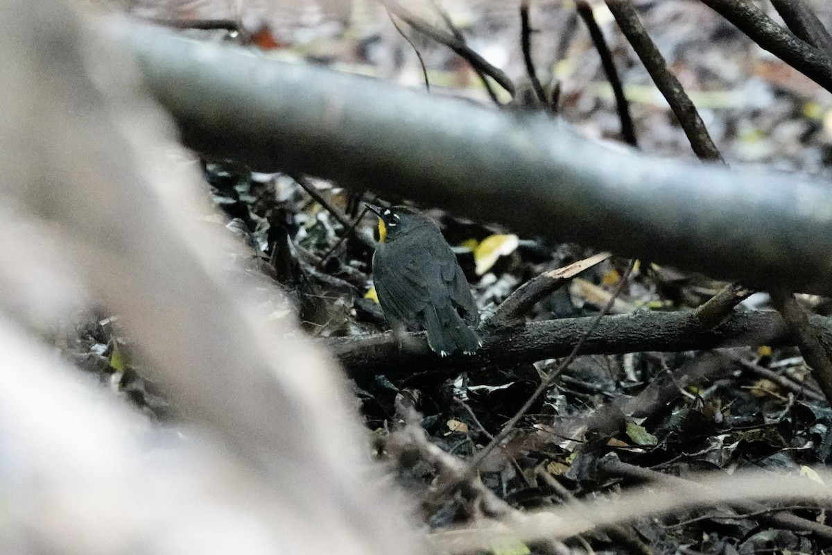 Fan-tailed Warbler - ML616571768