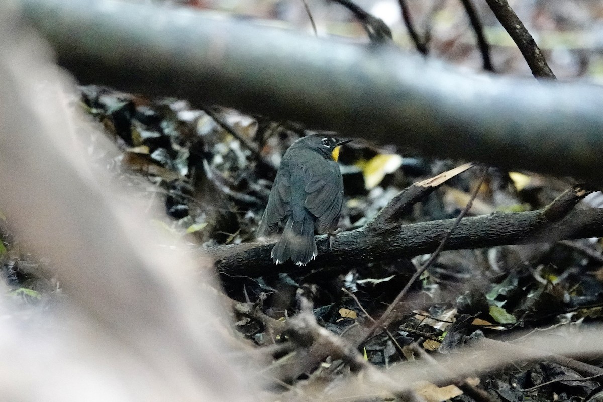 Fan-tailed Warbler - ML616571769