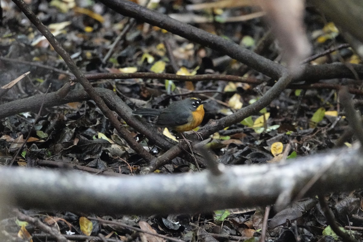 Fan-tailed Warbler - ML616571771