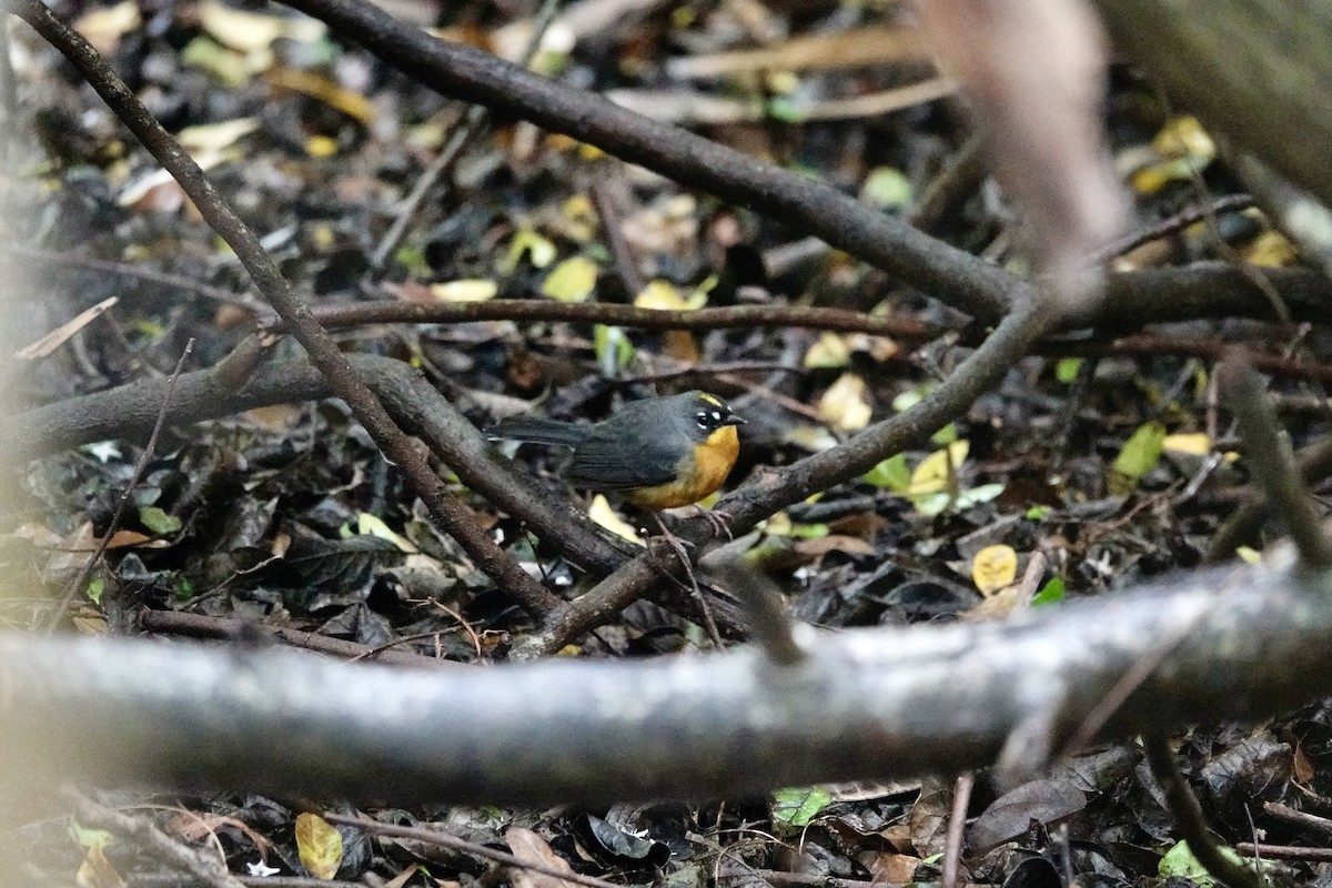 Fan-tailed Warbler - ML616571772