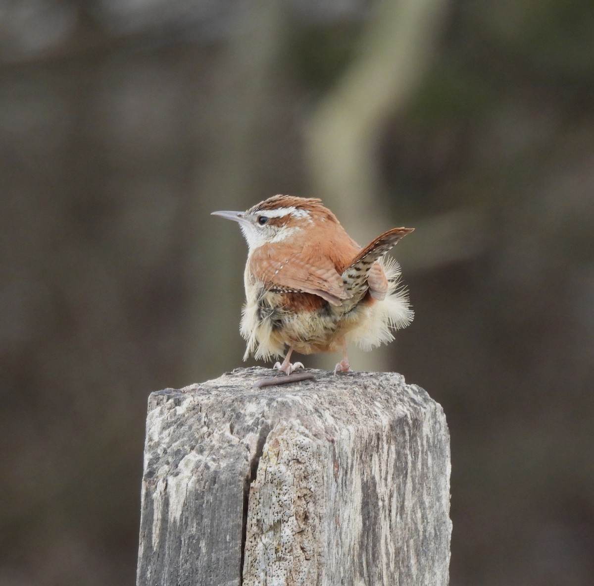 Carolina Wren - ML616571858