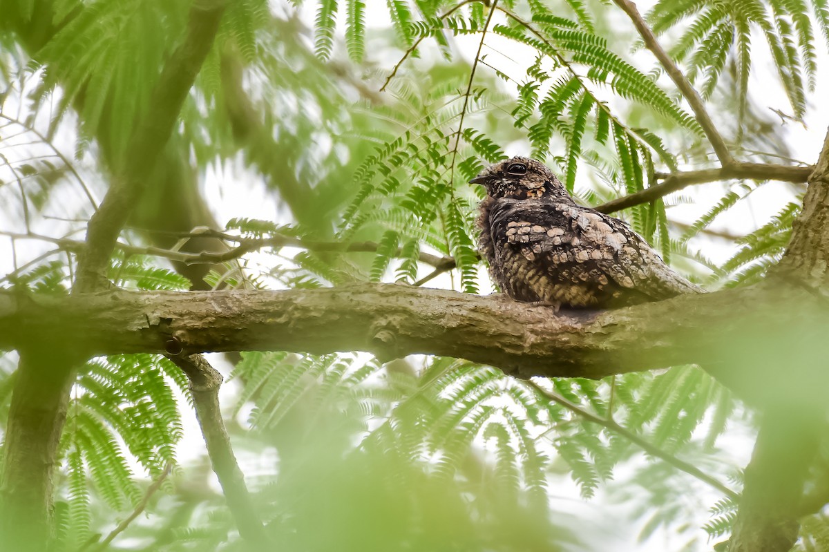 Jungle Nightjar - ML616571867