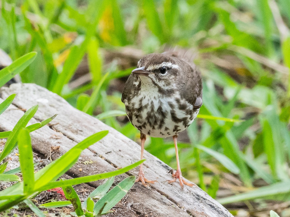 Louisiana Waterthrush - ML616571898